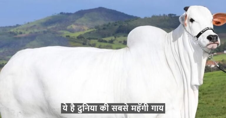 ये है दुनिया की सबसे महॅगी गाय