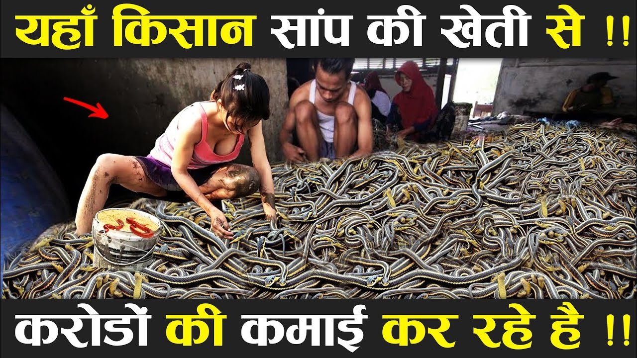 Snake Farming: यहाँ किया जाता है सांपो का पालन, सांपो के जहर बेच कमाते है लाखो नहीं करोडो रुपये