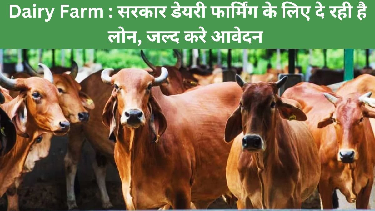 Dairy Farm : सरकार डेयरी फार्मिंग के लिए दे रही है लोन, जल्द करे आवेदन