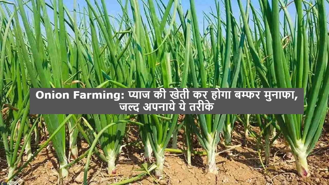 Onion Farming: प्याज की खेती कर होगा बम्फर मुनाफा, जल्द अपनाये ये तरीके