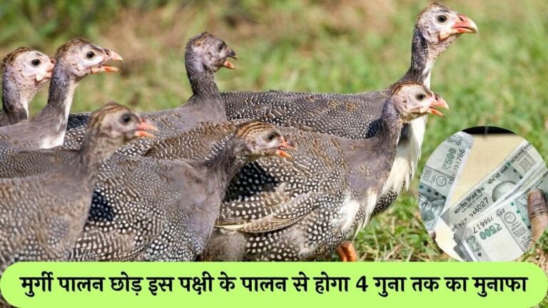 Guinea fowls Farming: मुर्गी पालन छोड़ इस पक्षी के पालन से होगा 4 गुना तक का मुनाफा, अंडे और मांस की है मार्केट में भारी डिमांड