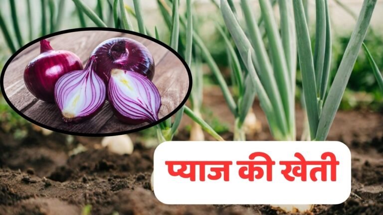 onion kheti