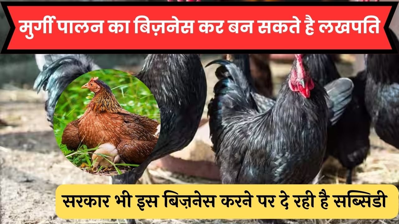 Poultry Farm Business : मुर्गी पालन का बिज़नेस कर बन सकते है लखपति, सरकार भी इस बिज़नेस करने पर दे रही है सब्सिडी