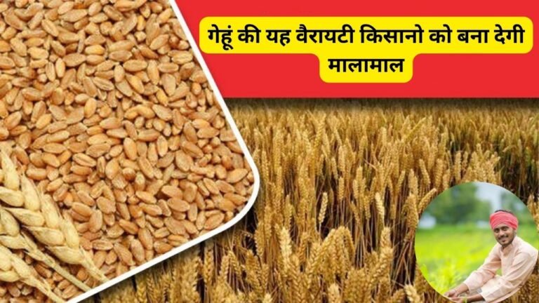 Wheat Variety: गेहूं की यह वैरायटी किसानो को बना देगी मालामाल, कम सिंचाई में होगा बम्फर उत्पादन