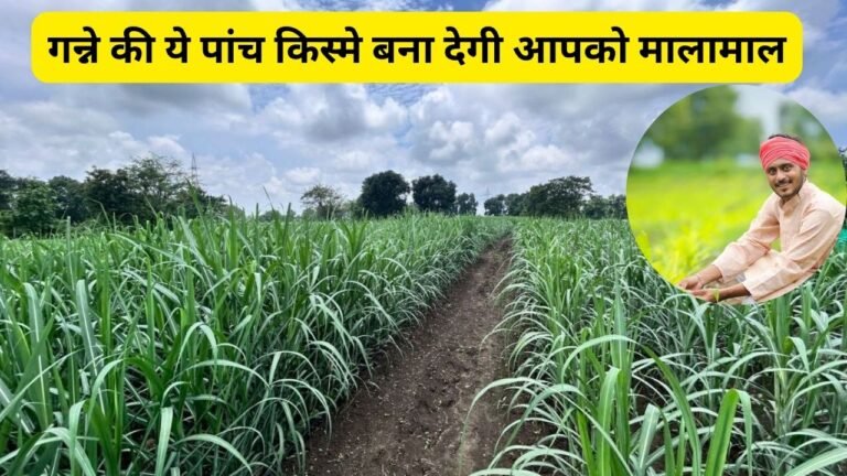 Sugarcane Varieties: गन्ने की ये पांच किस्मे बना देगी आपको मालामाल, देगी 95 टन/हेक्टेयर उपज