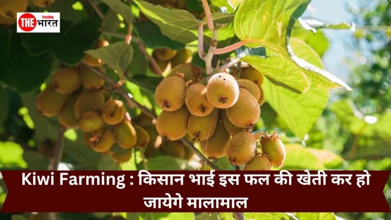 Kiwi Farming : किसान भाई इस फल की खेती कर हो जायेगे मालामाल, जाने कैसे करे इसकी खेती